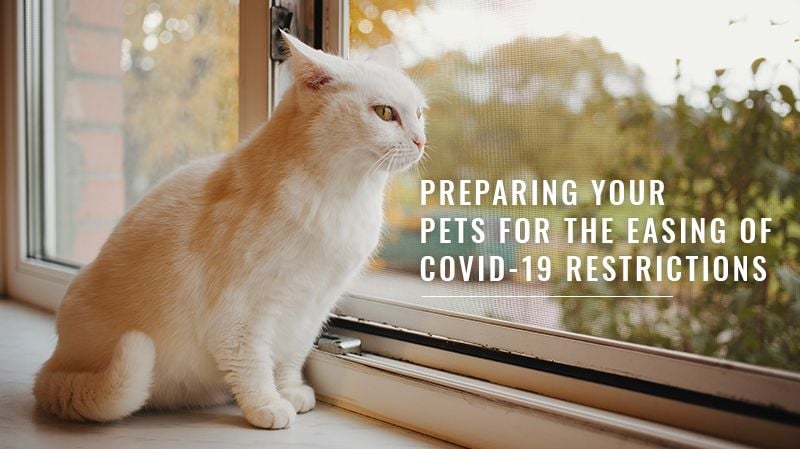 Preparing Your Pets For The Easing Of COVID-19 Restrictions Preparing Your Pets For The Easing Of COVID-19 Restrictions